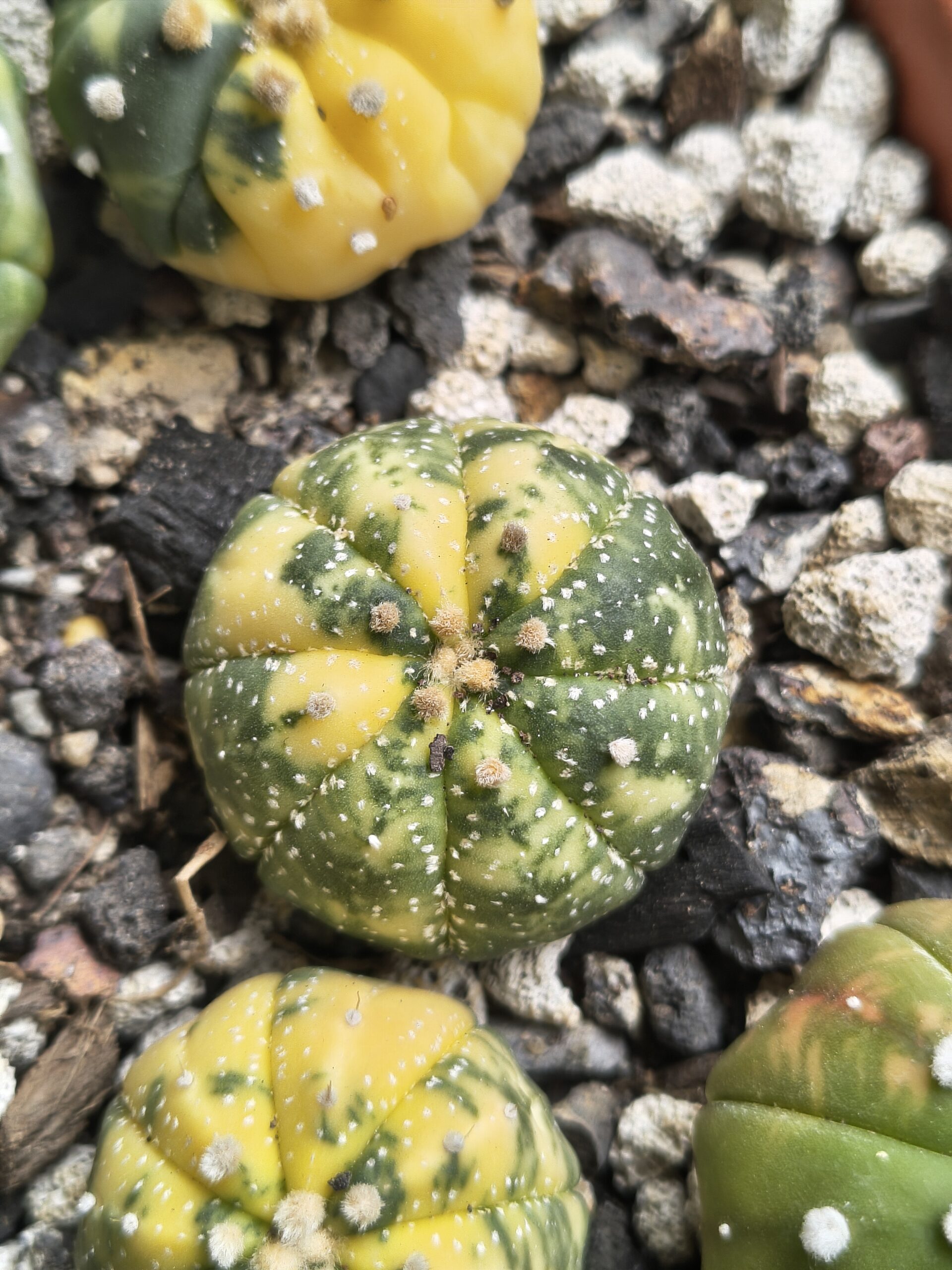 Variegated Astrophytum - Image 3
