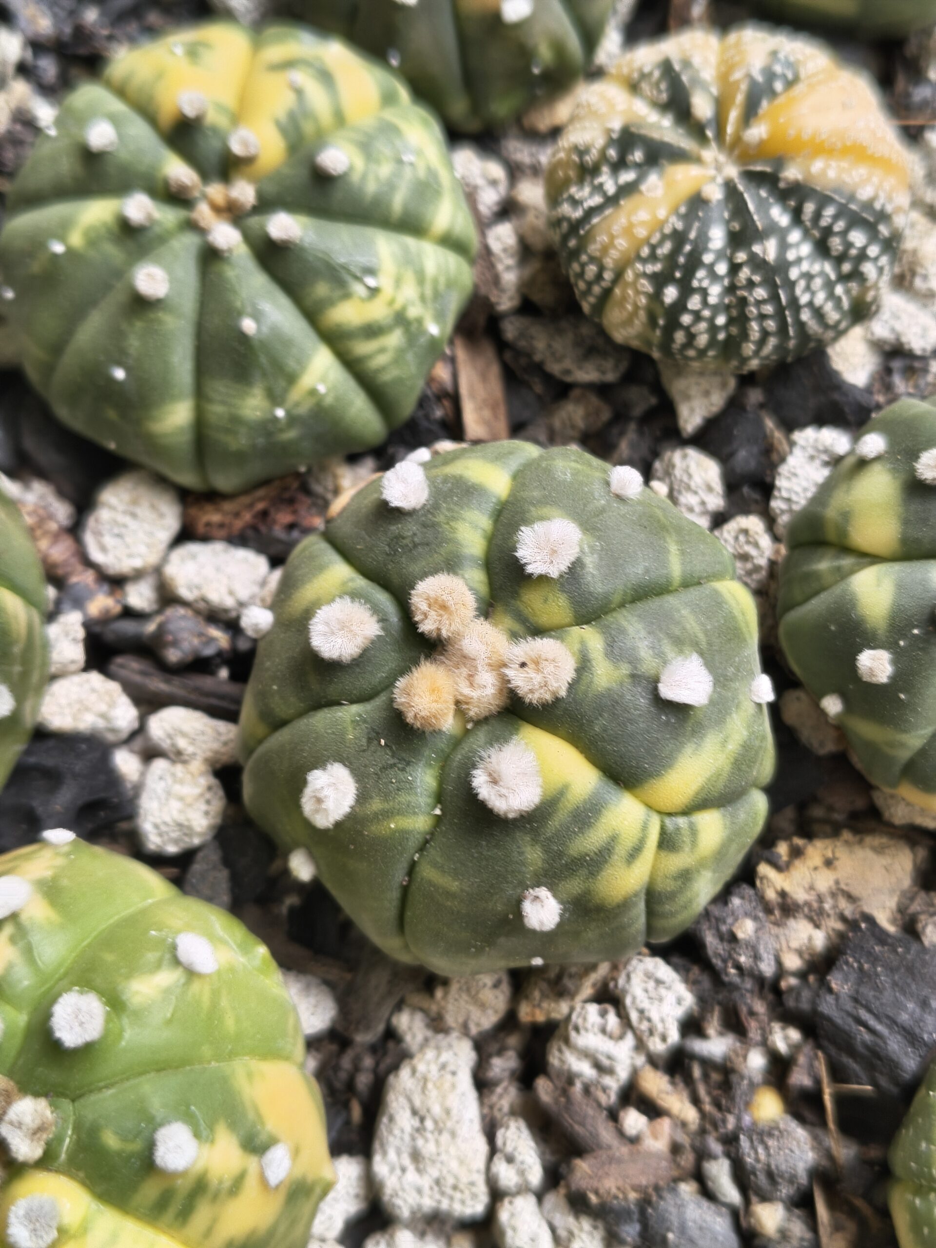 Variegated Astrophytum - Image 4