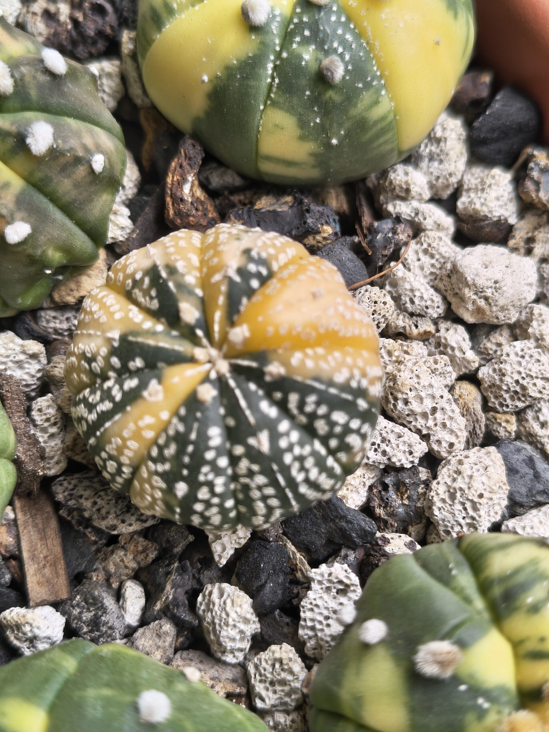 Variegated Astrophytum 'V-Type' - Image 7