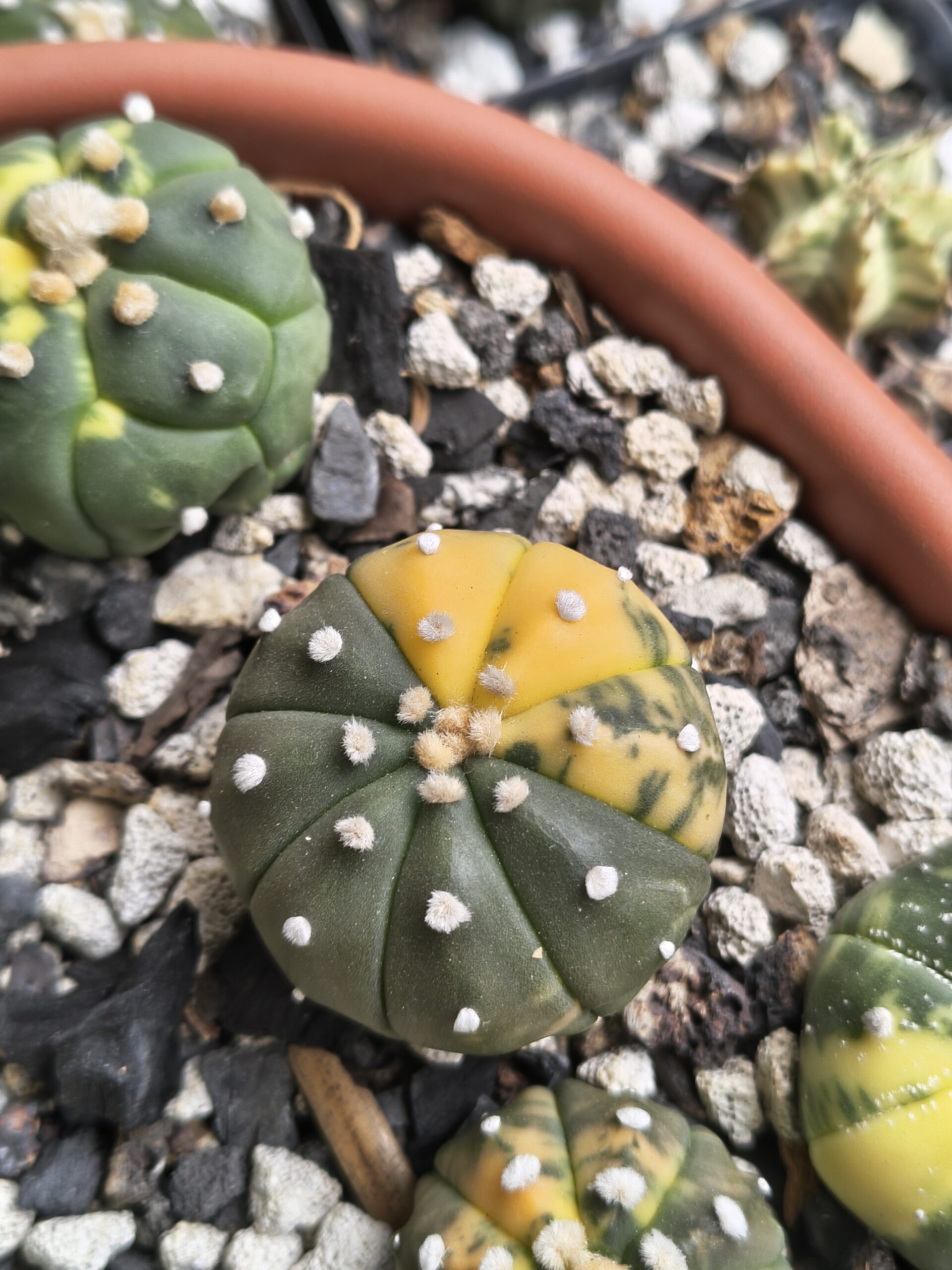 Variegated Astrophytum - Image 5