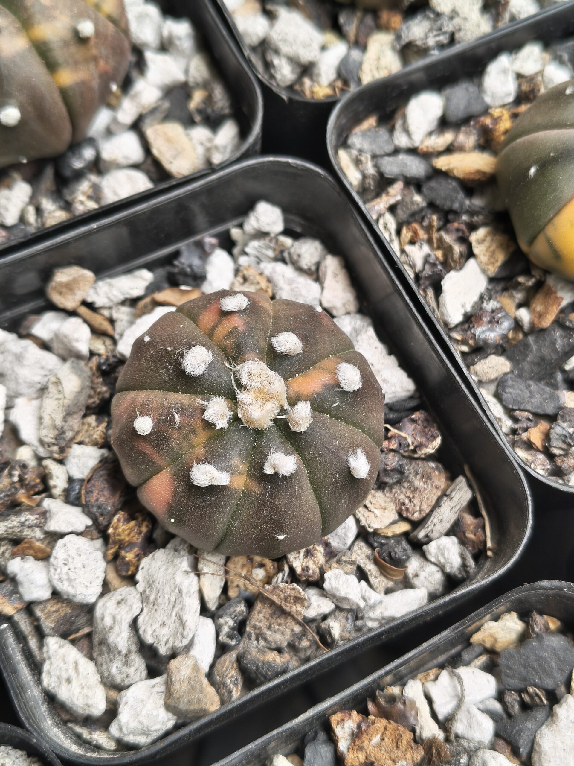 Variegated Astrophytum 'Purple Skin' - Image 3