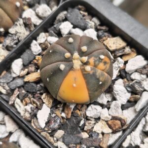 Variegated Astrophytum 'Purple Skin'