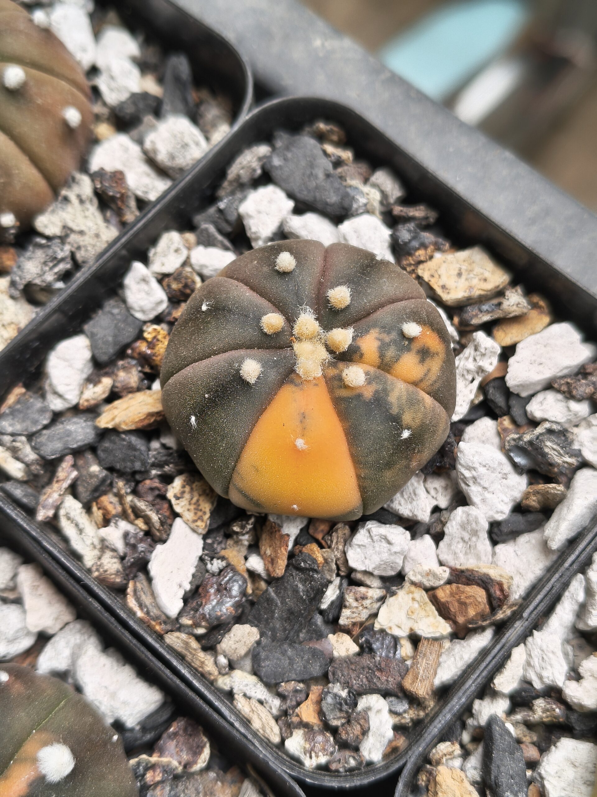 Variegated Astrophytum 'Purple Skin'
