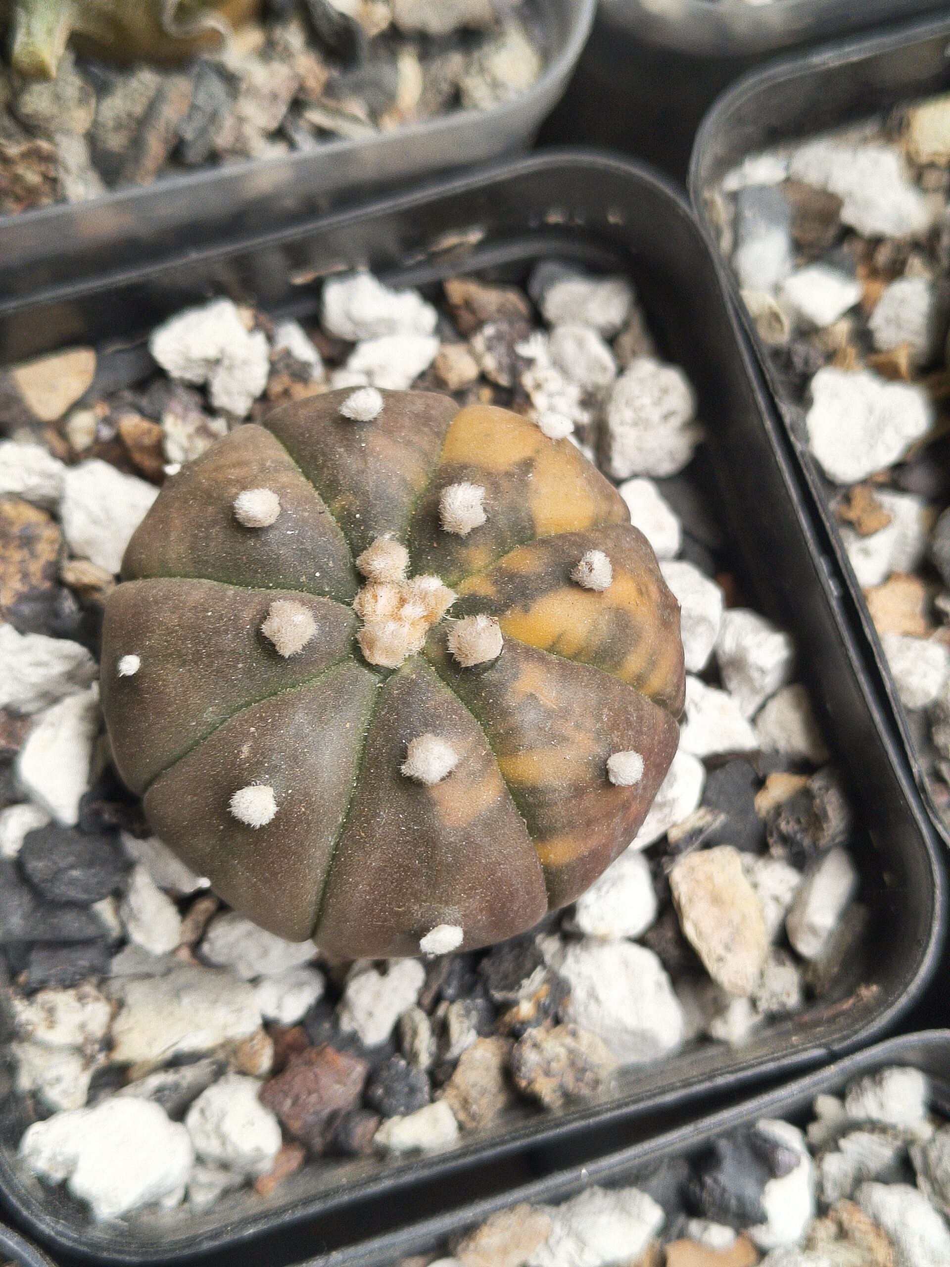 Variegated Astrophytum 'Purple Skin' - Image 2
