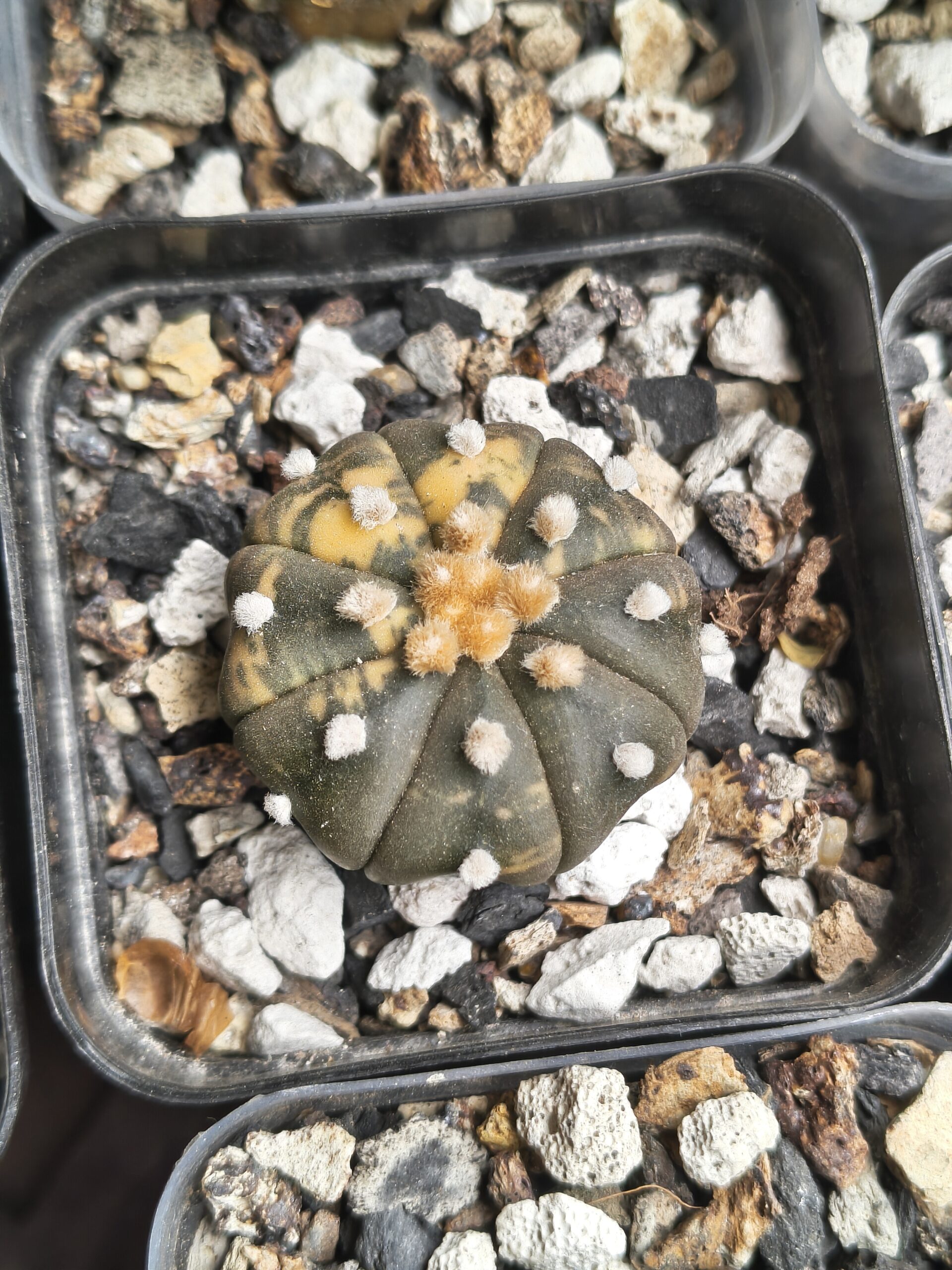 Variegated Astrophytum 'Purple Skin' - Image 4