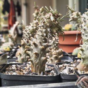 Tylecodon wallichii