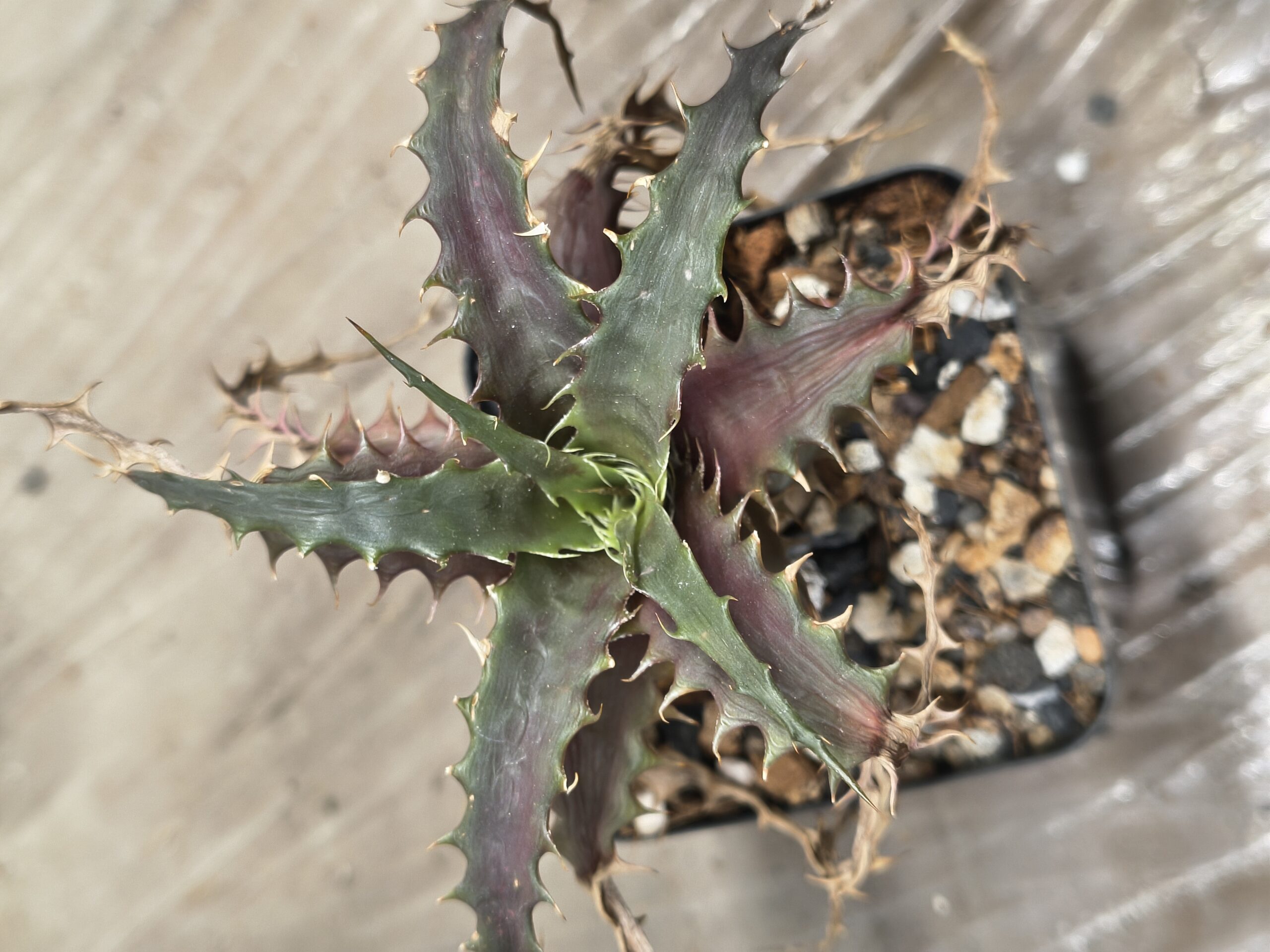 Orthophytum 'BrittleStar' - Image 3