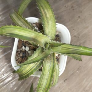 Orthophytum 'Iron Ore'