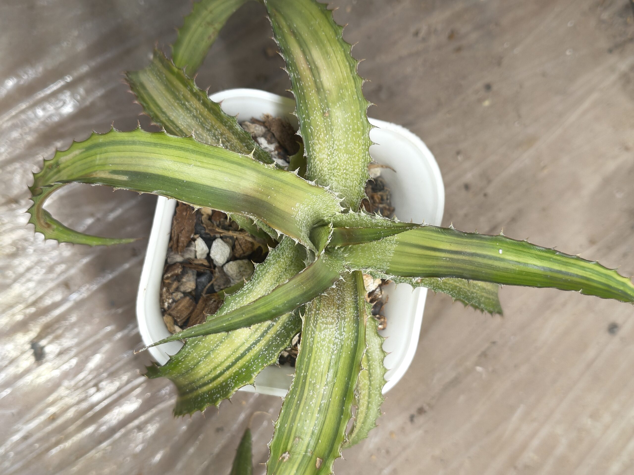 Orthophytum 'Iron Ore'