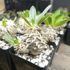 Pachypodium eburneum