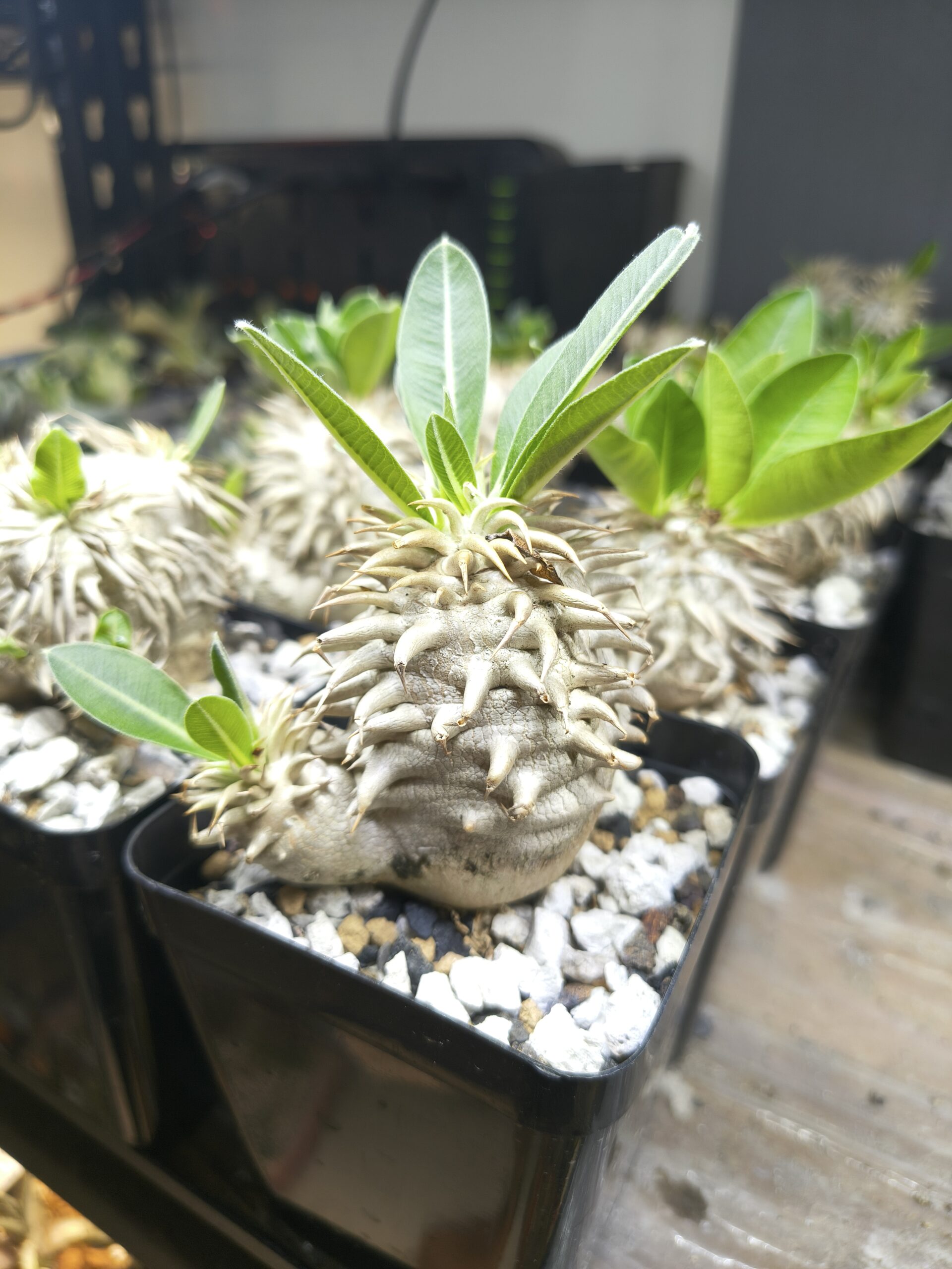 Pachypodium eburneum