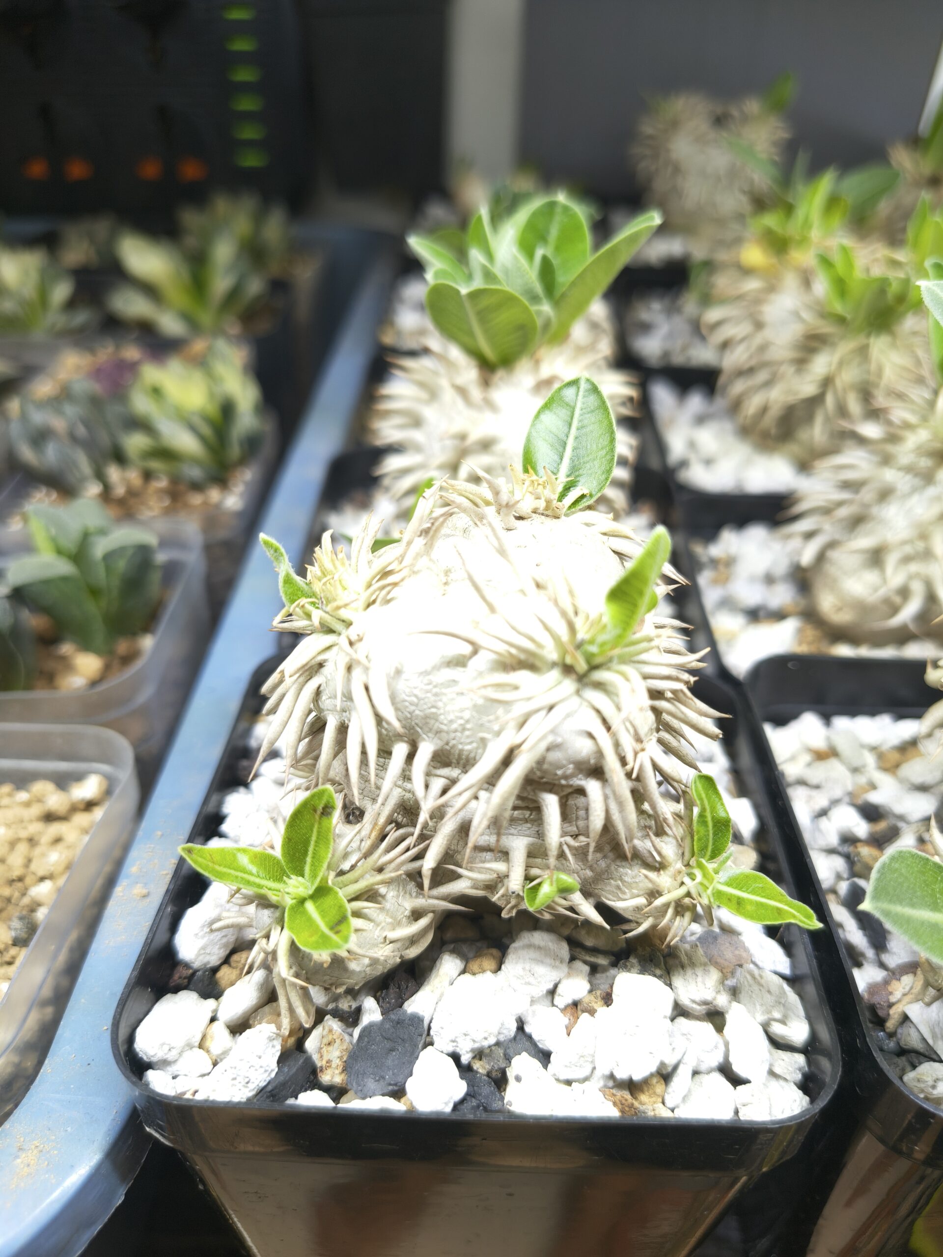 Pachypodium eburneum - Image 3