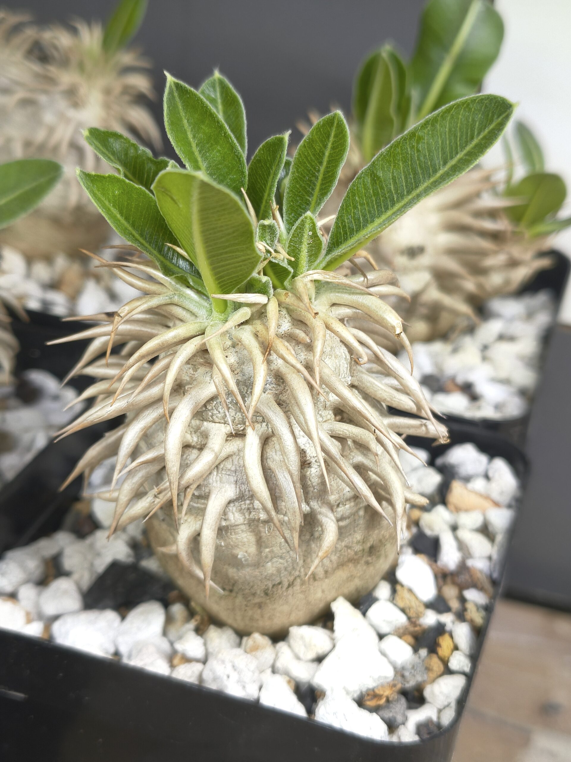 Pachypodium eburneum - Image 2