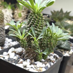 Euphorbia Sotetsu Kirin