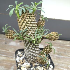 Euphorbia Sotetsu Kirin