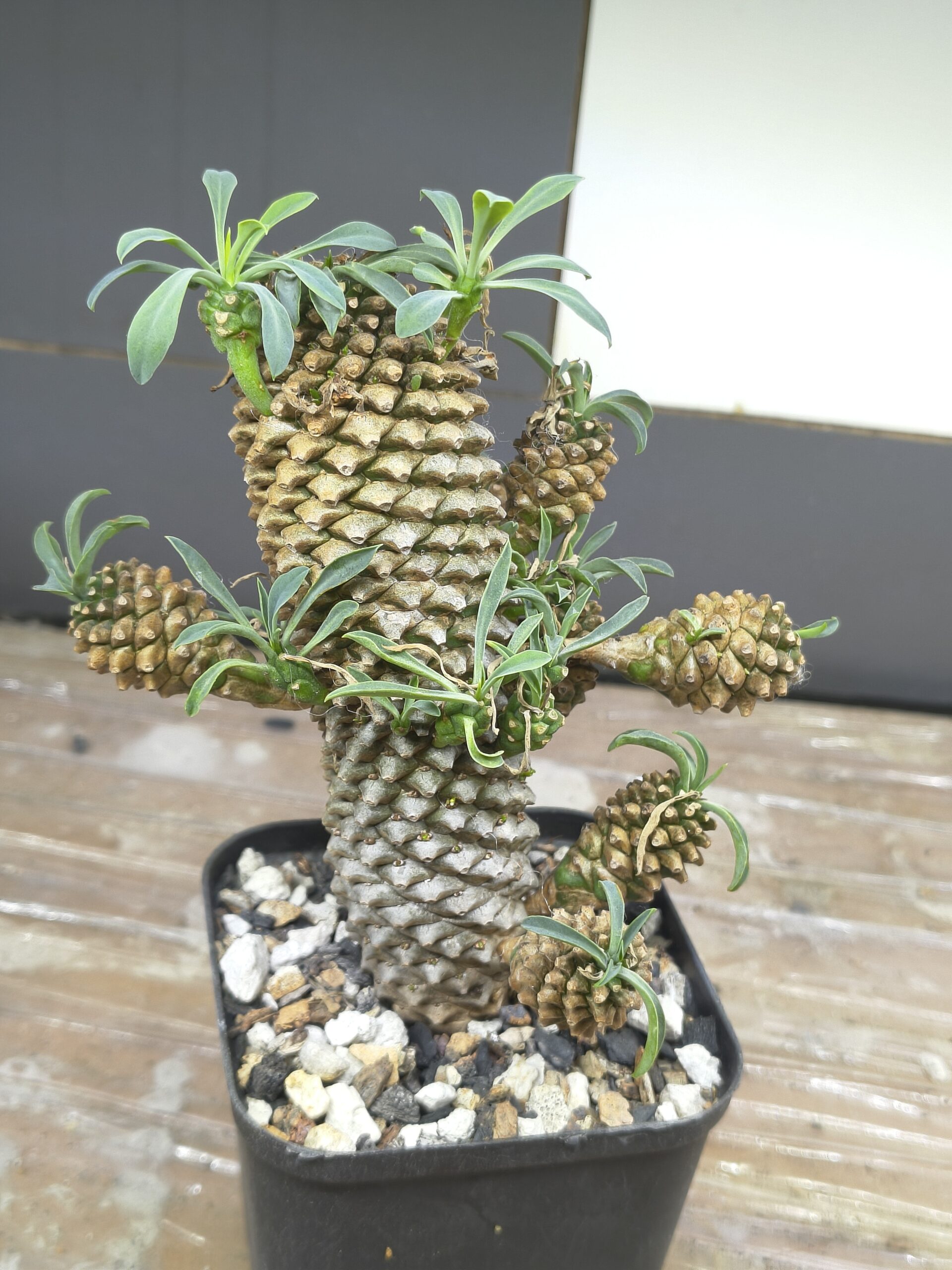 Euphorbia Sotetsu Kirin