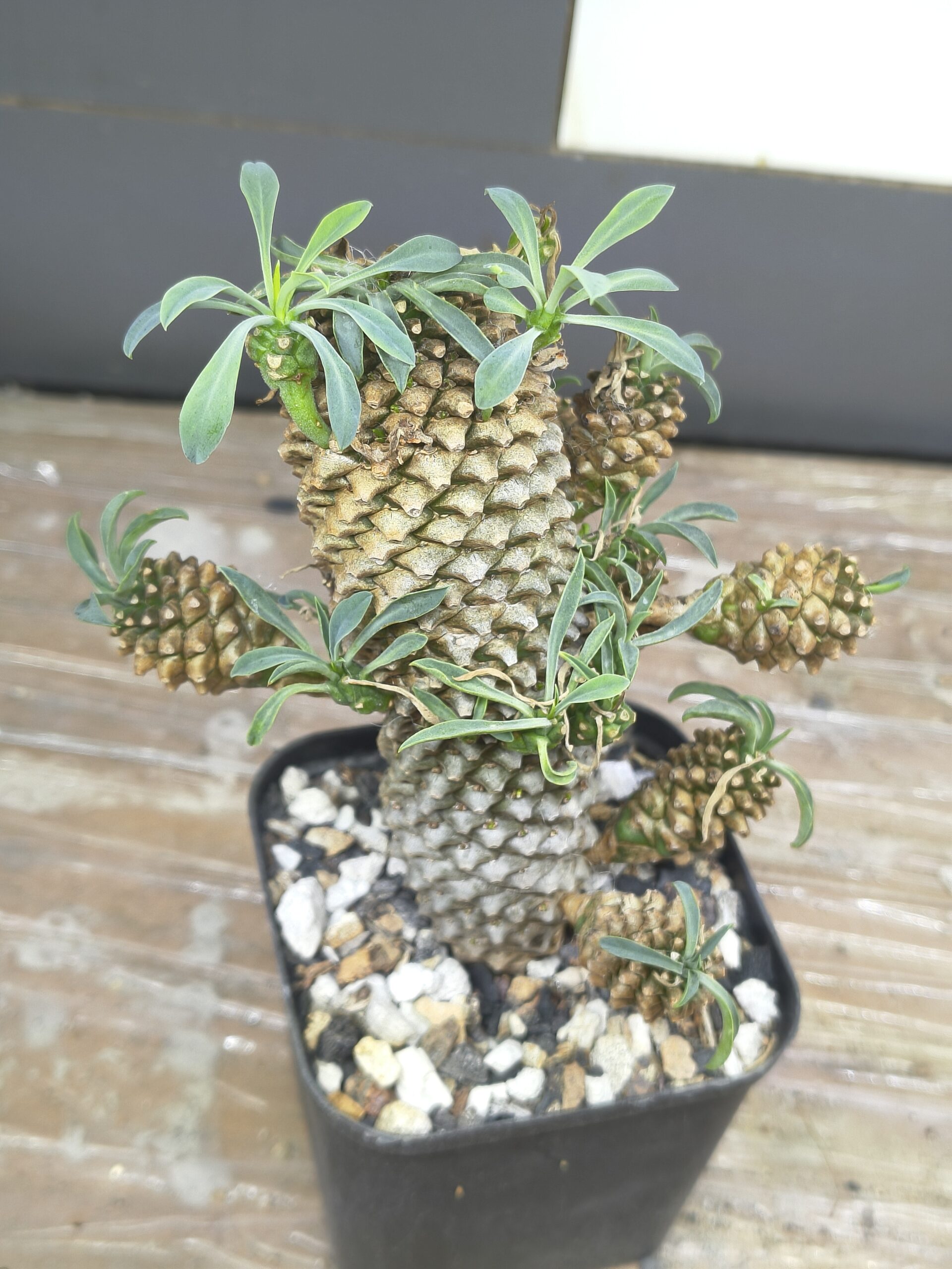 Euphorbia Sotetsu Kirin - Image 2