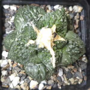 Ariocarpus Super 'Godzilla' (Seed Grown)