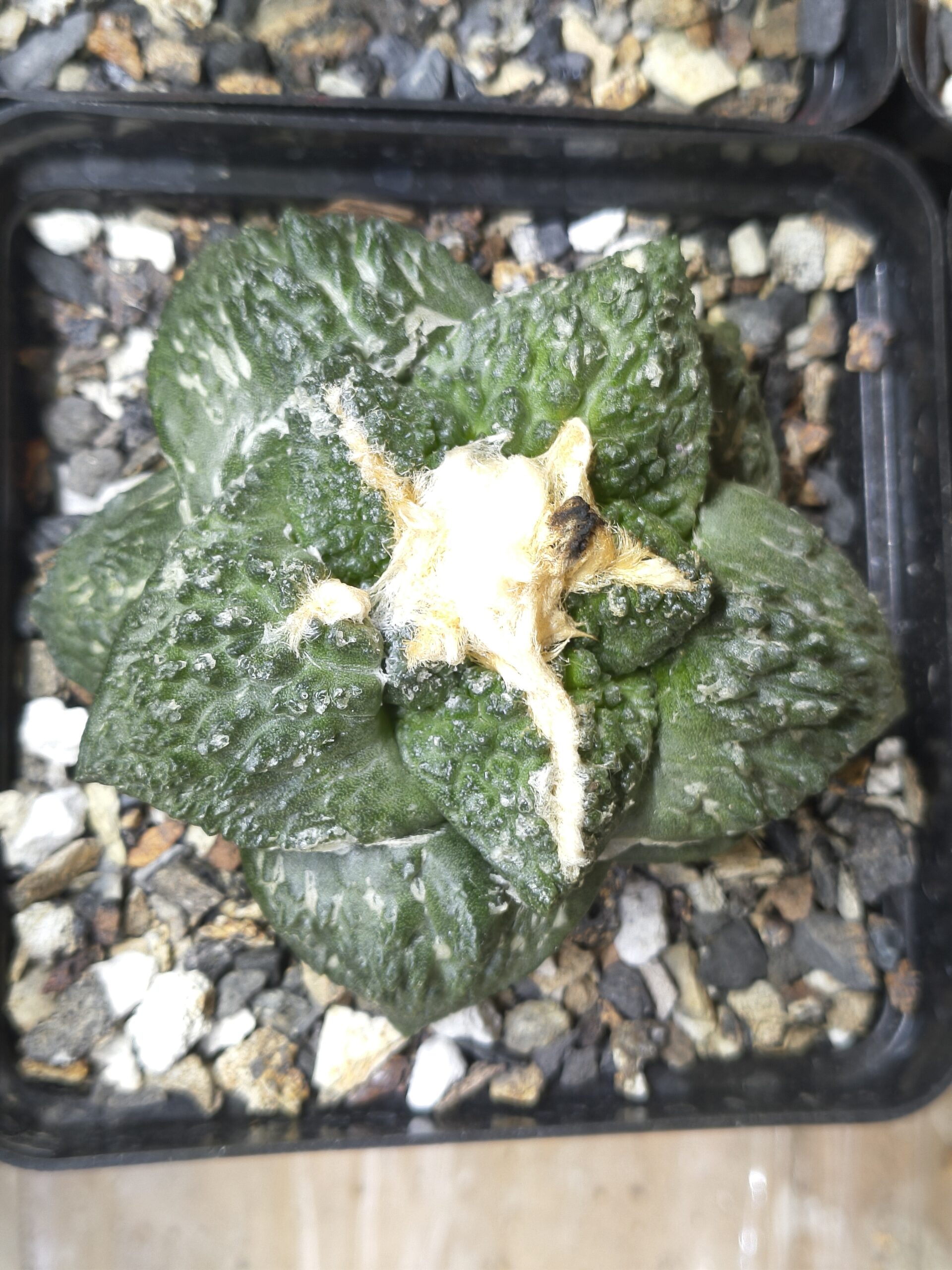 Ariocarpus Super 'Godzilla' (Seed Grown)