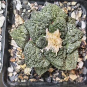Ariocarpus 'Godzilla' (Seed Grown)