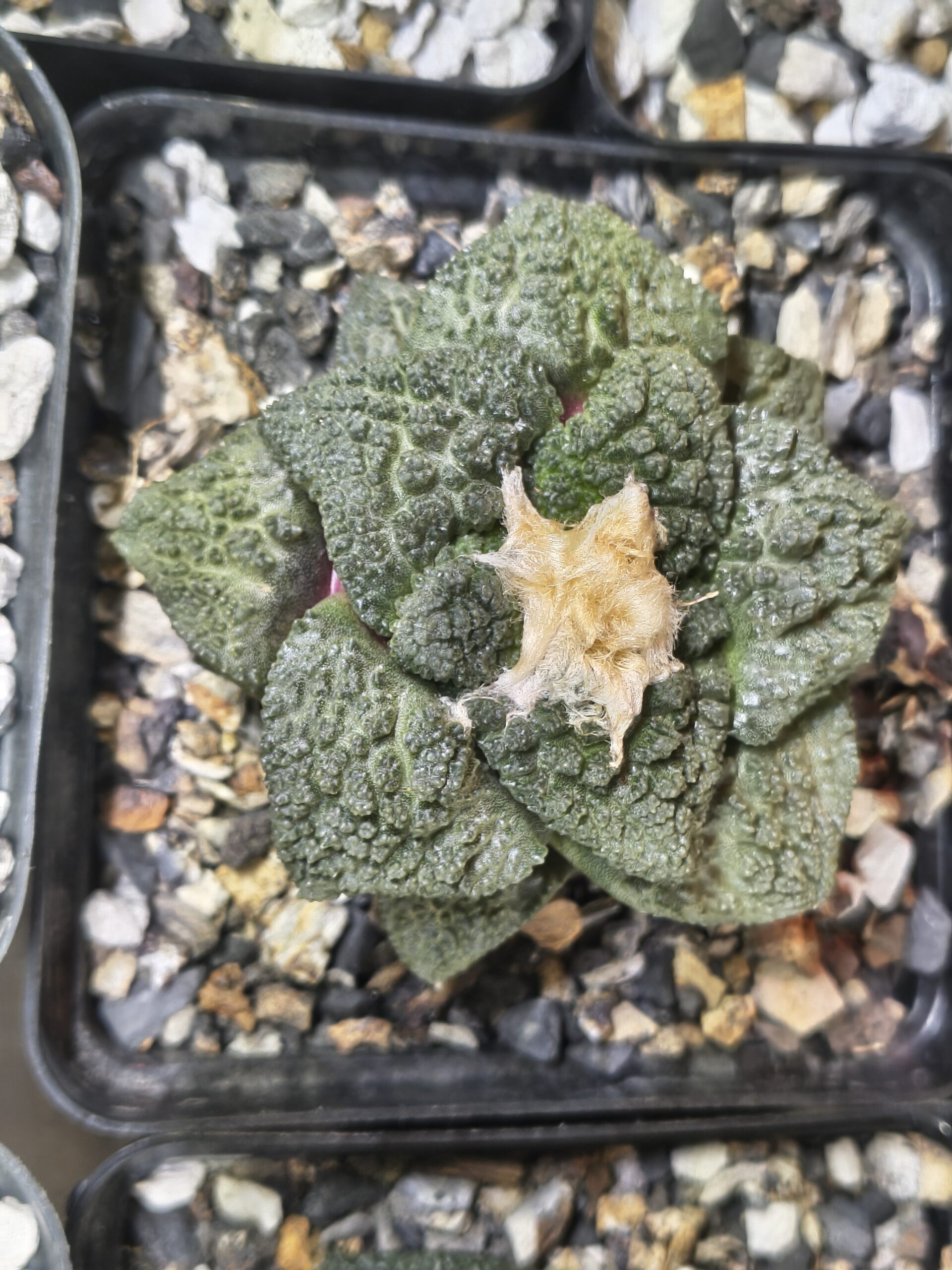 Ariocarpus 'Godzilla' (Seed Grown)
