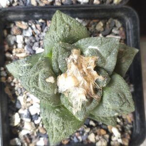 Ariocarpus fissuratus (Seed Grown)