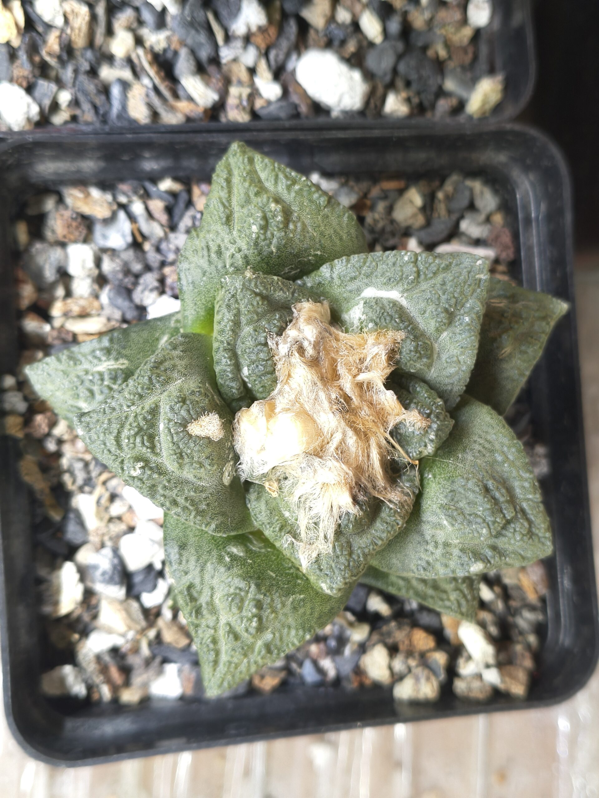 Ariocarpus fissuratus (Seed Grown)