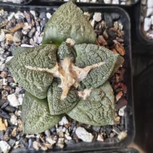 Ariocarpus fissuratus × Godzilla (Seed Grown)