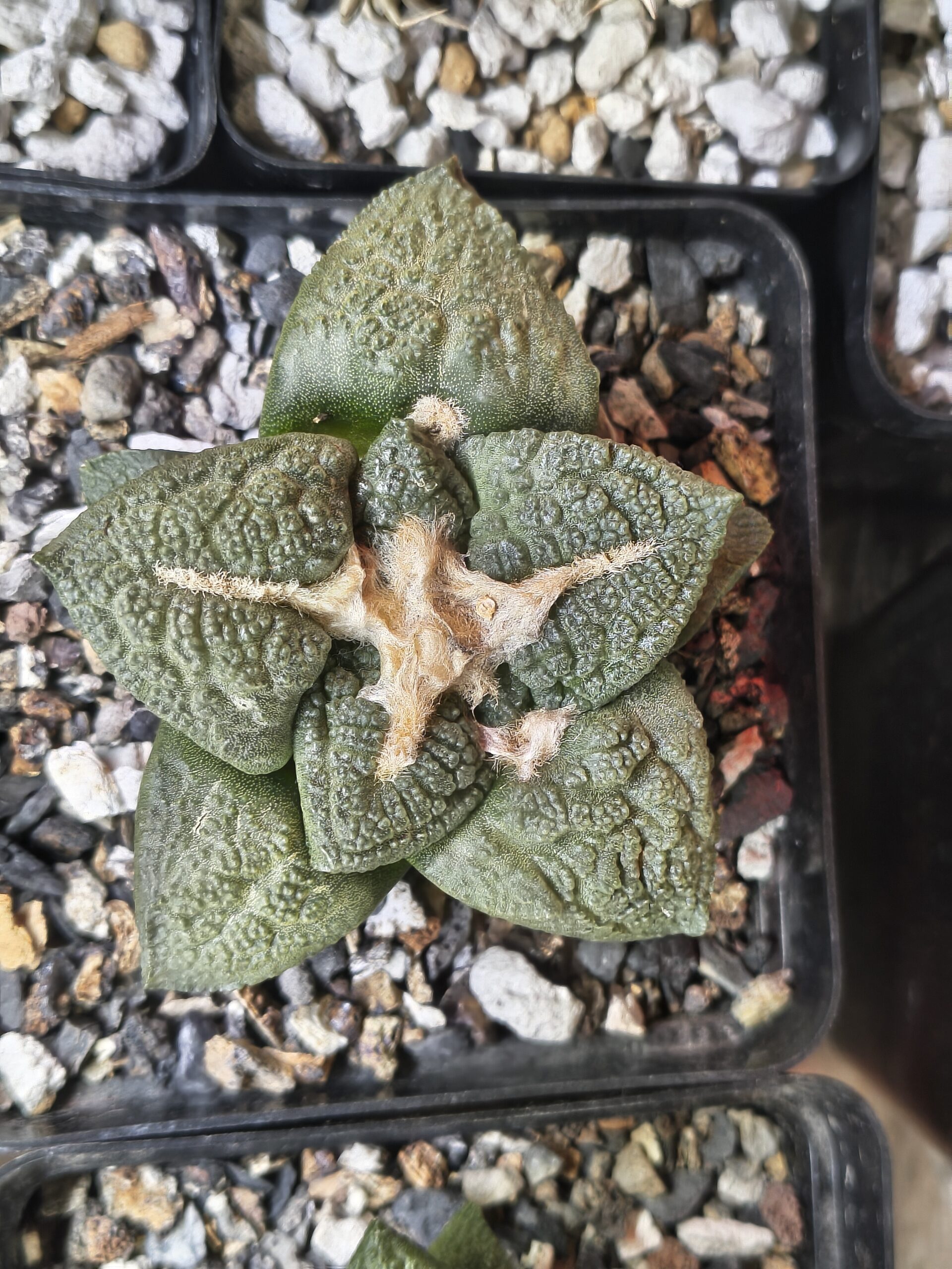 Ariocarpus fissuratus × Godzilla (Seed Grown)