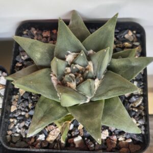 Ariocarpus trigonus (Seed Grown)