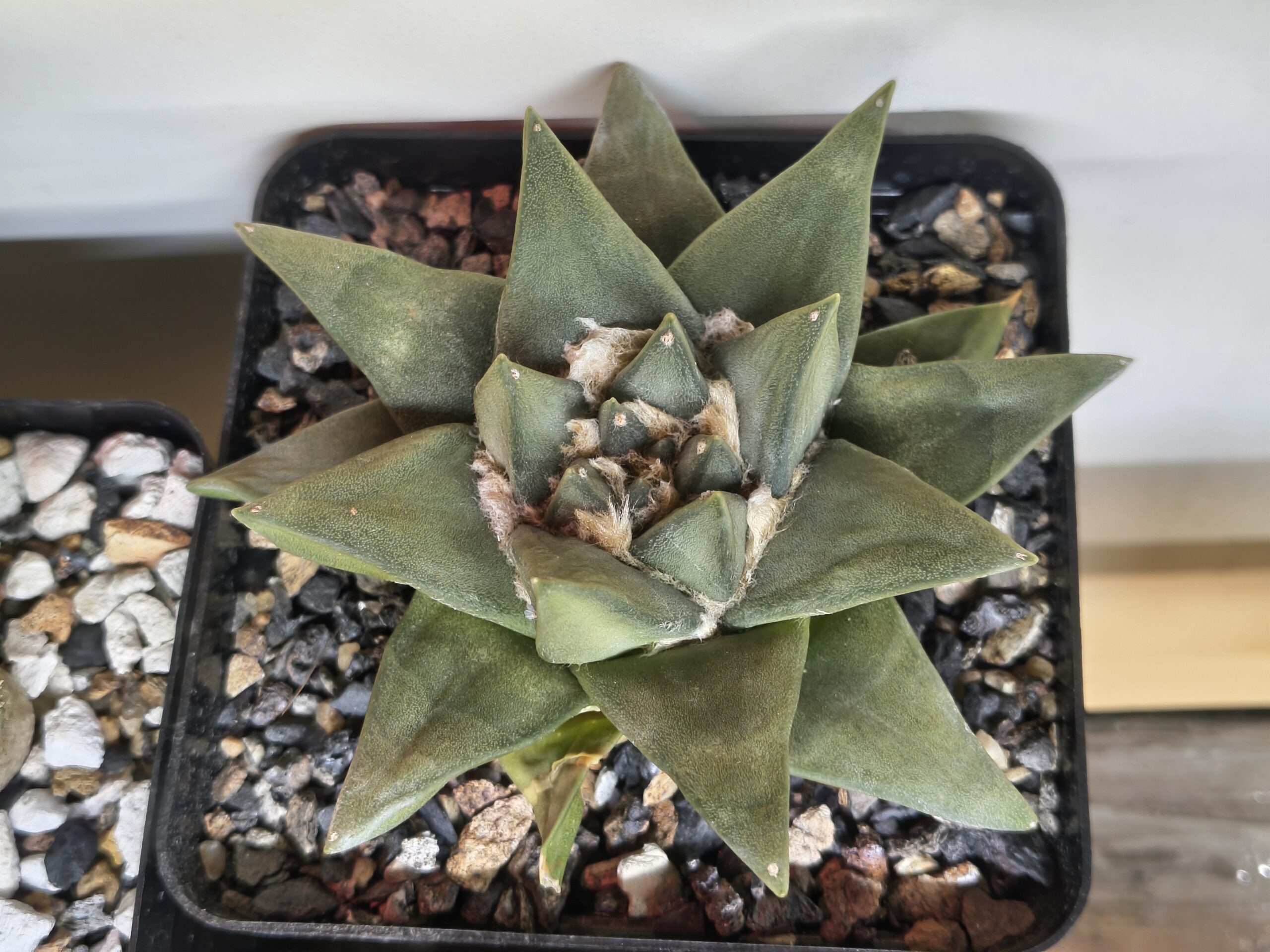 Ariocarpus trigonus (Seed Grown)
