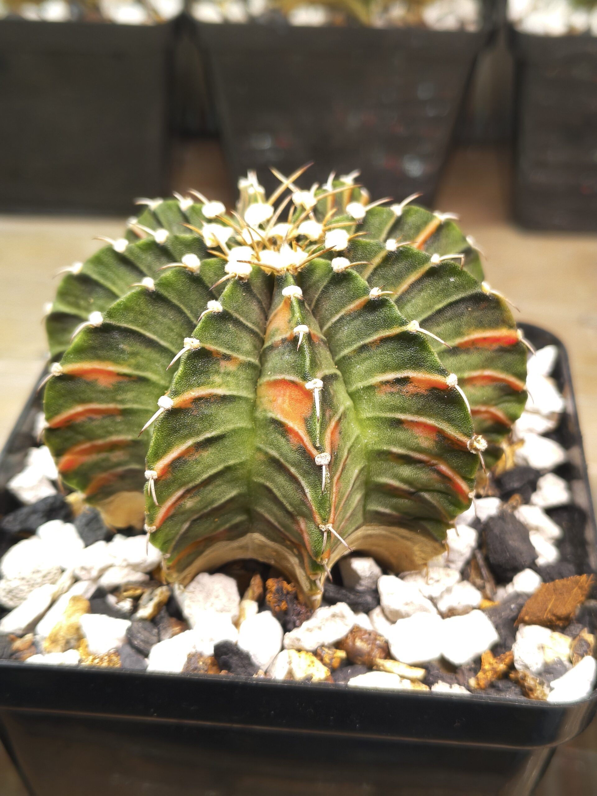 variegated Gymnocalycium - Image 2