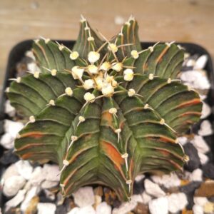 variegated Gymnocalycium