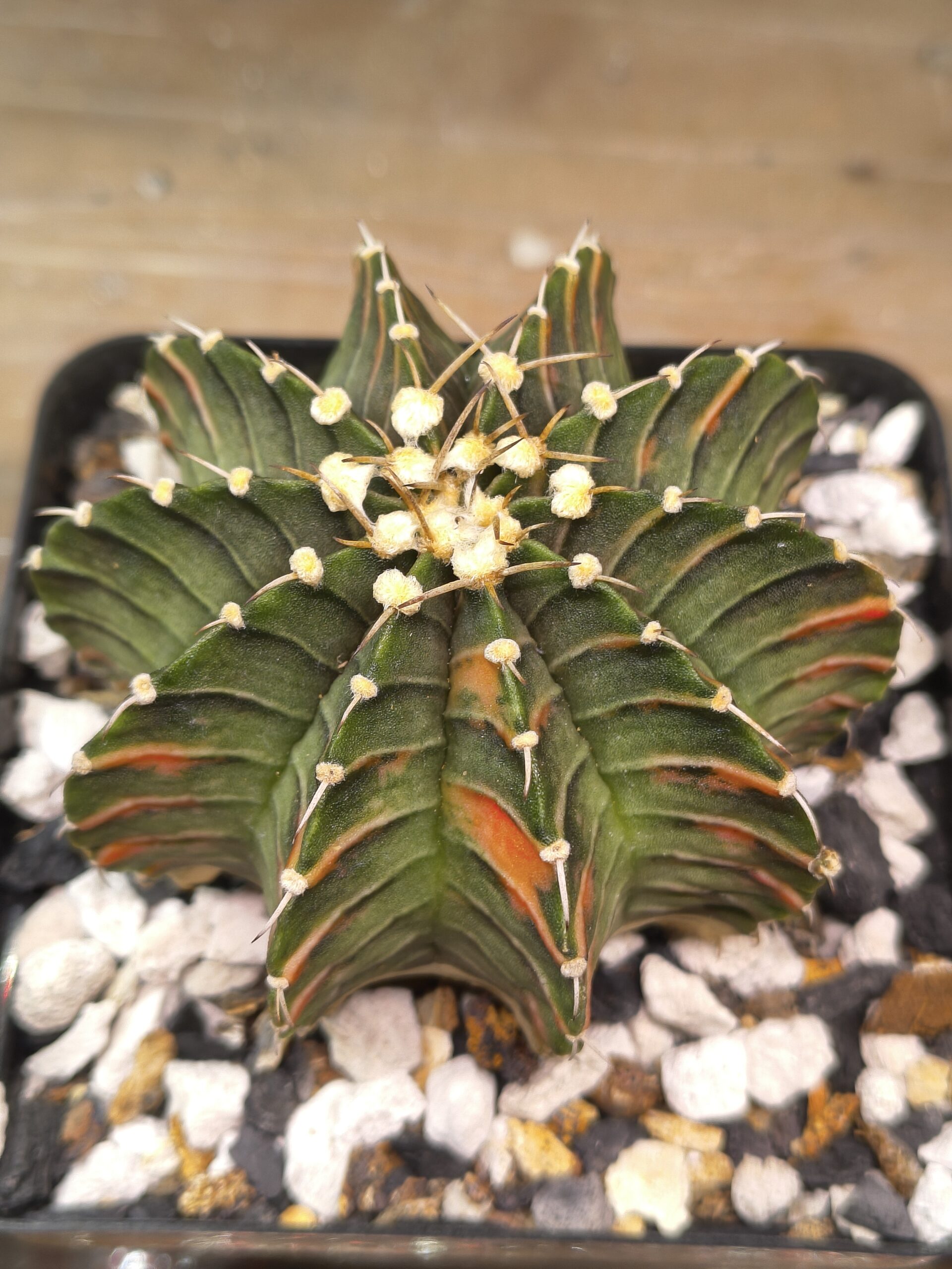 variegated Gymnocalycium