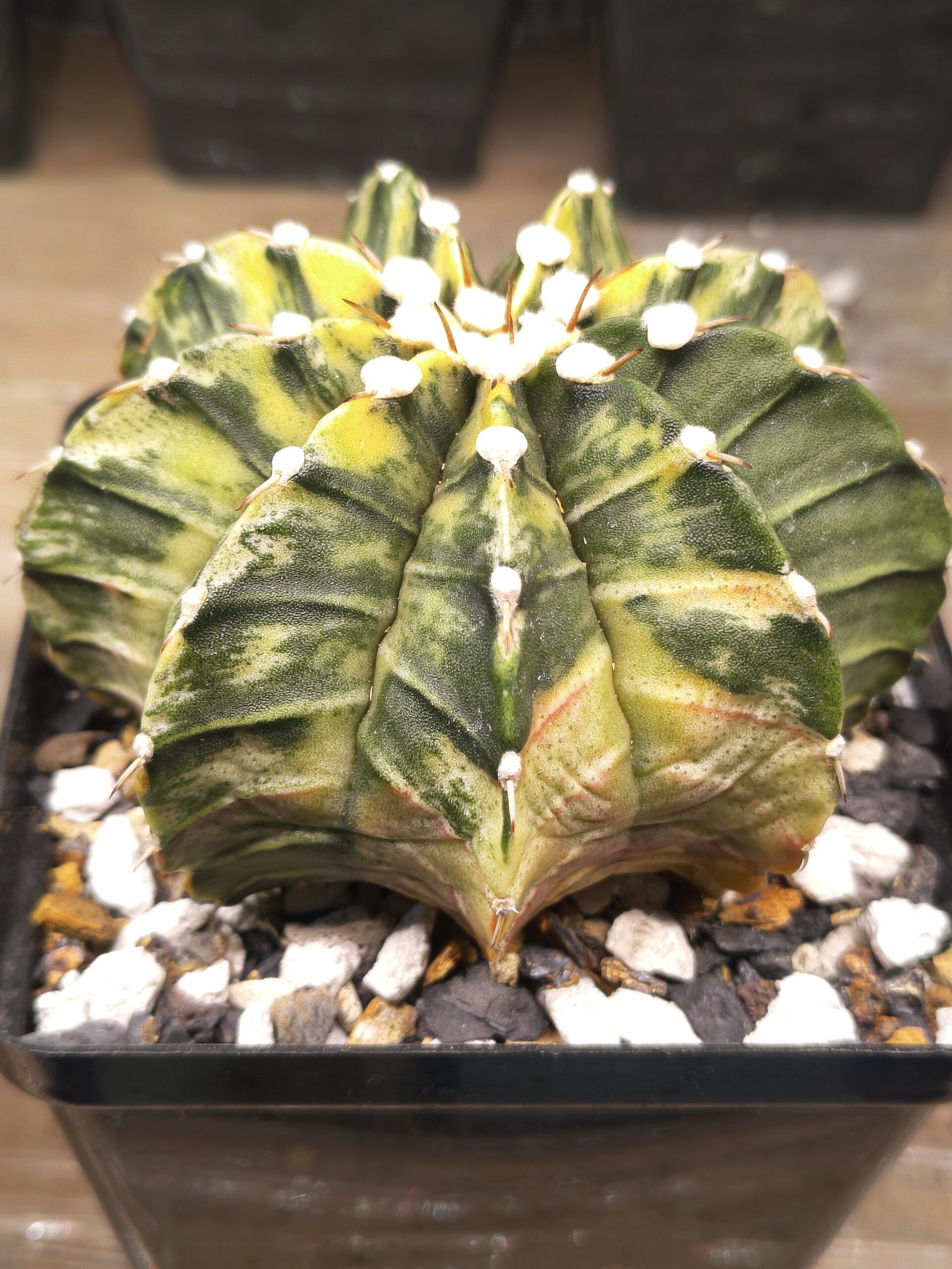 variegated Gymnocalycium LBHB Single Spine - Image 2