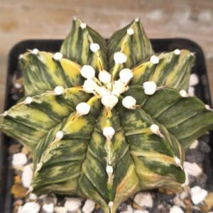 variegated Gymnocalycium LBHB Single Spine