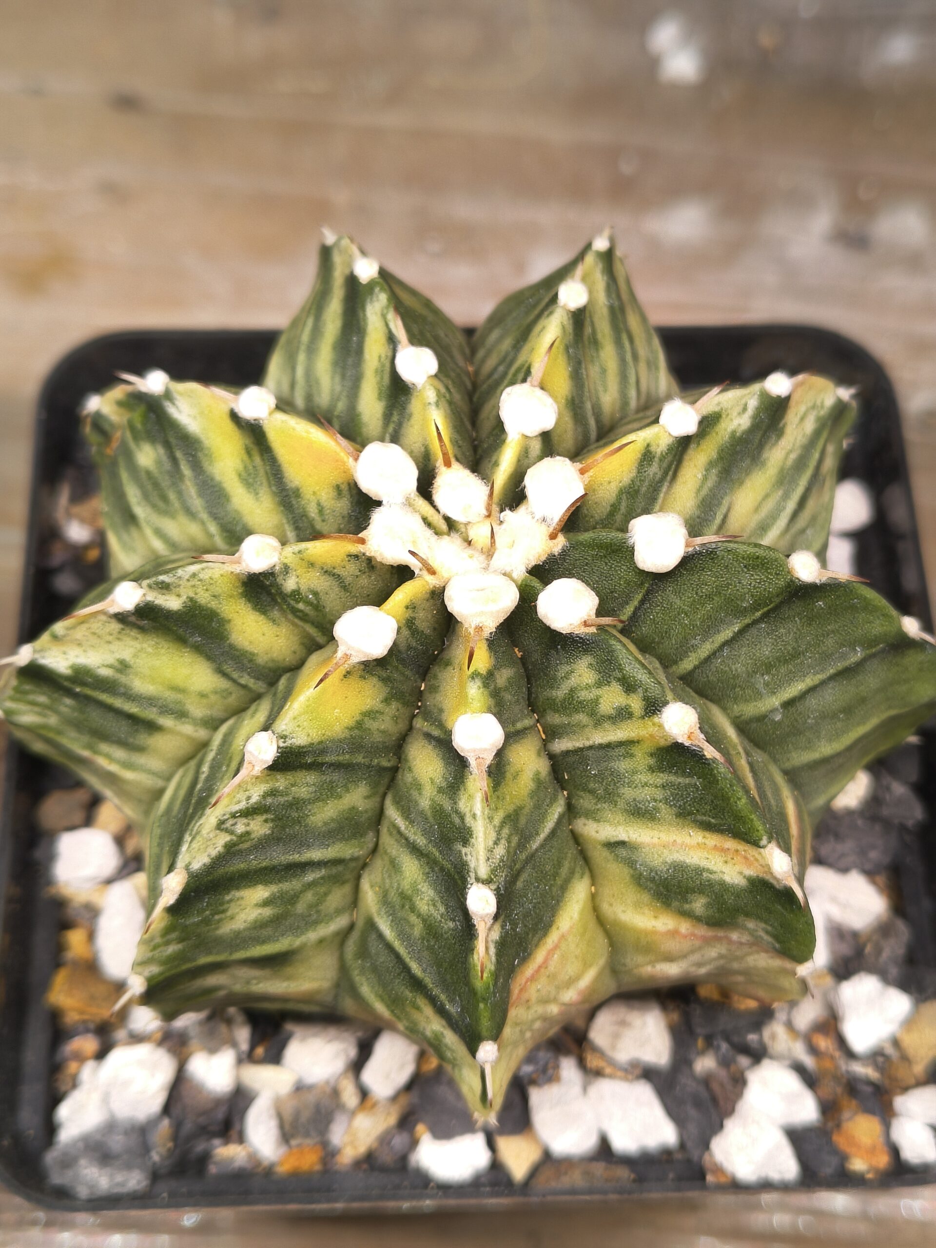 variegated Gymnocalycium LBHB Single Spine