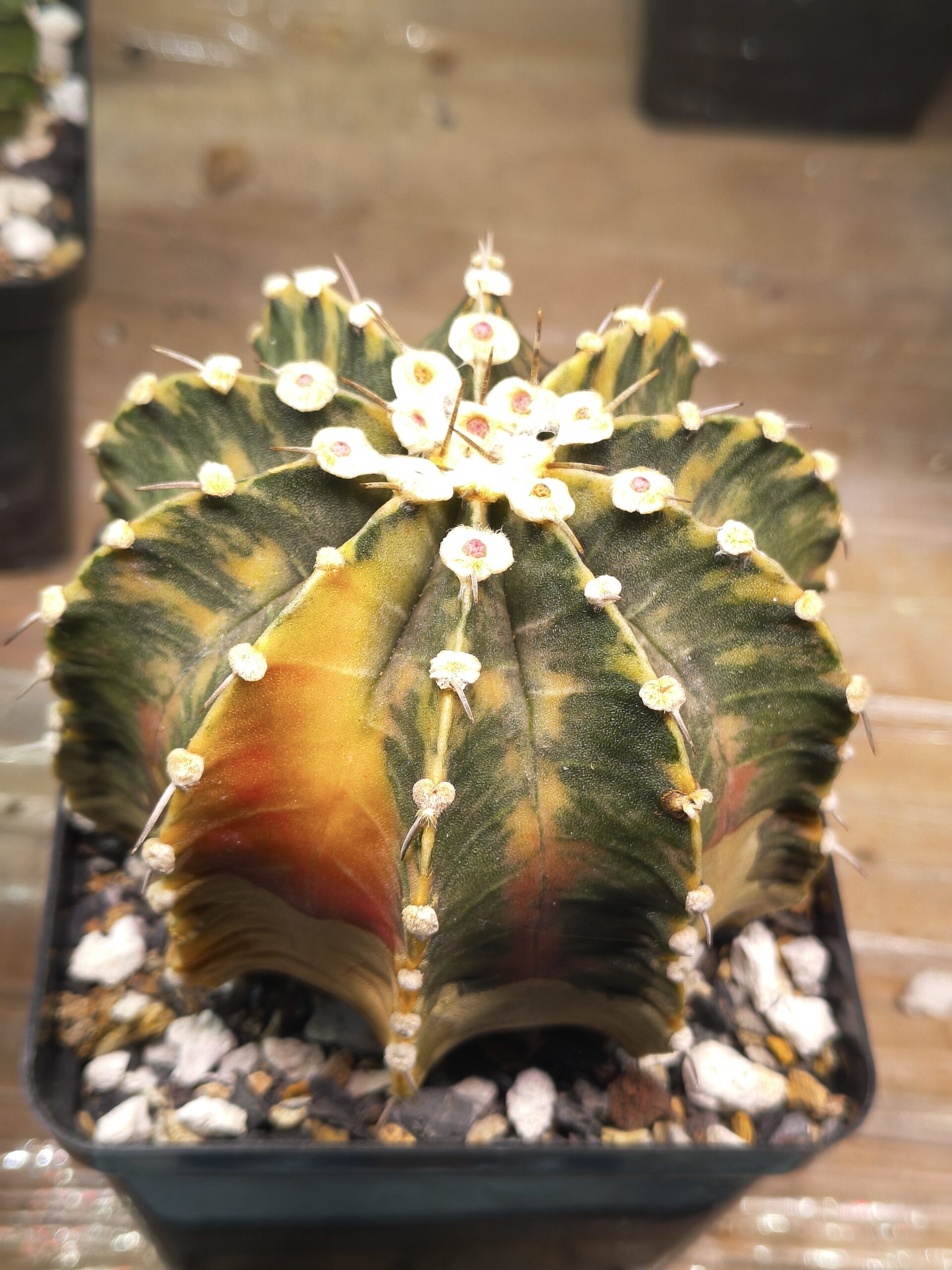 variegated Gymnocalycium - Image 2