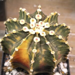 variegated Gymnocalycium