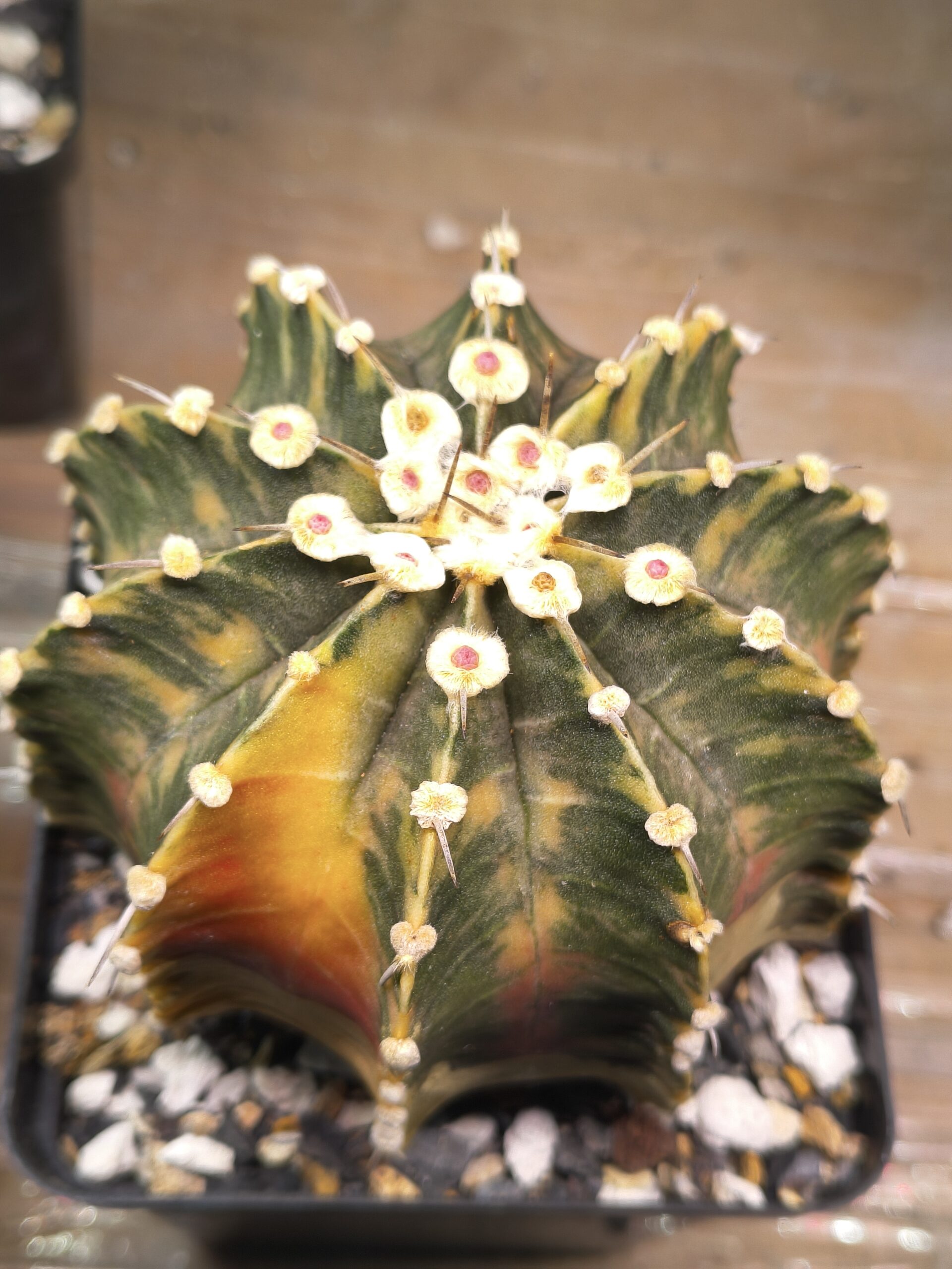 variegated Gymnocalycium