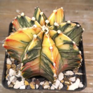 variegated Gymnocalycium