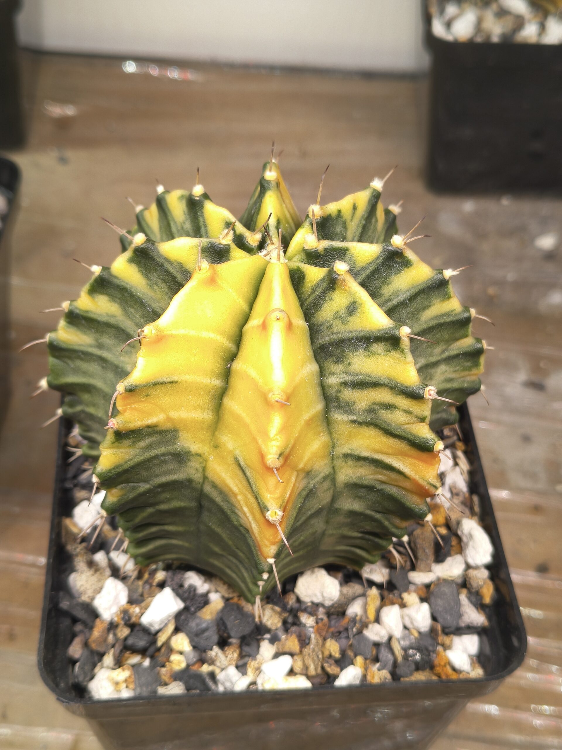 variegated Gymnocalycium - Image 2