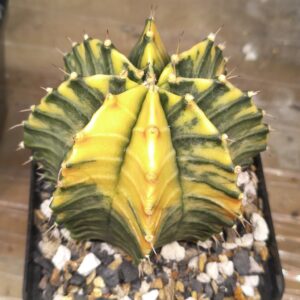 variegated Gymnocalycium