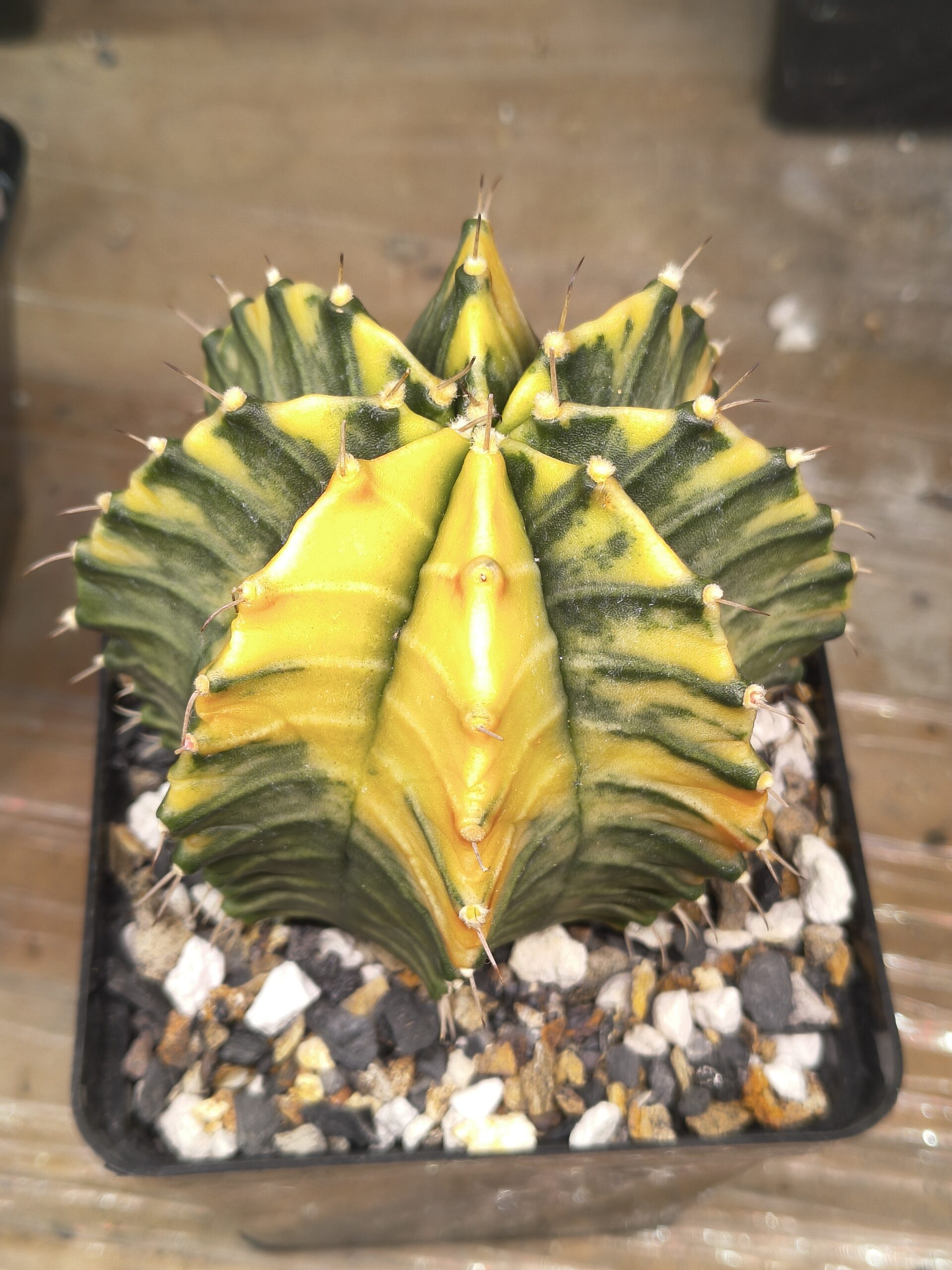 variegated Gymnocalycium