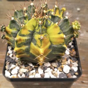 variegated Gymnocalycium Sepia