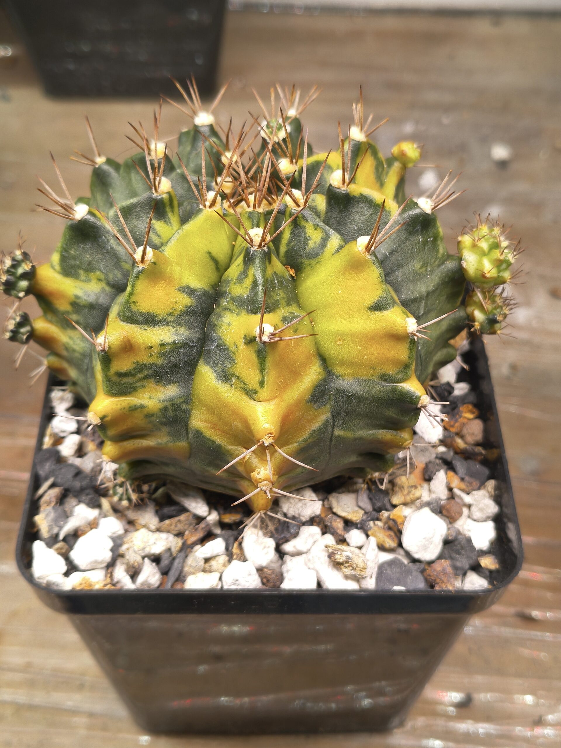 variegated Gymnocalycium Sepia