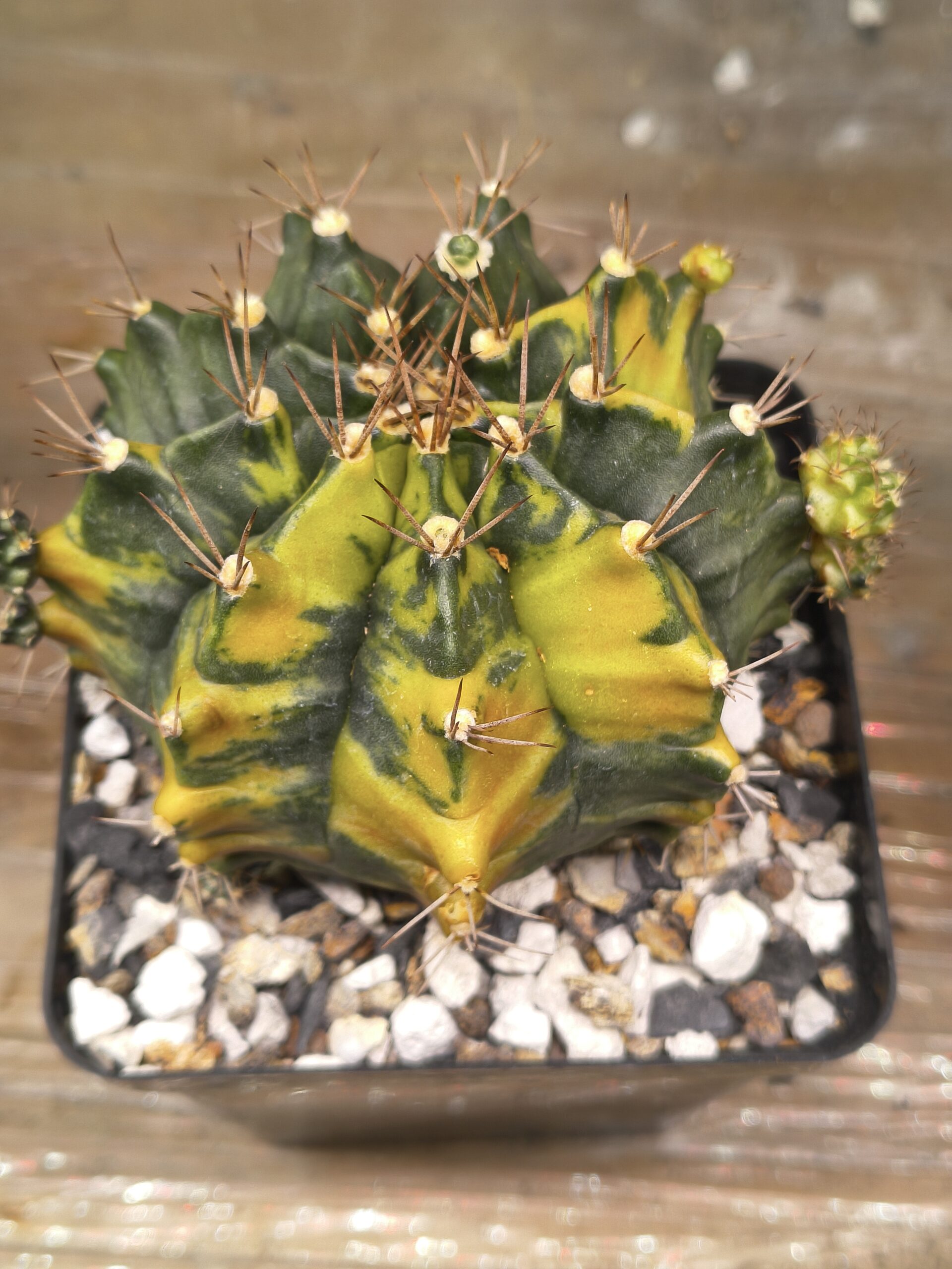 variegated Gymnocalycium Sepia - Image 2