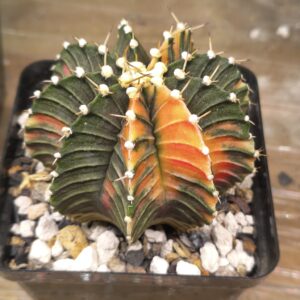 variegated Gymnocalycium