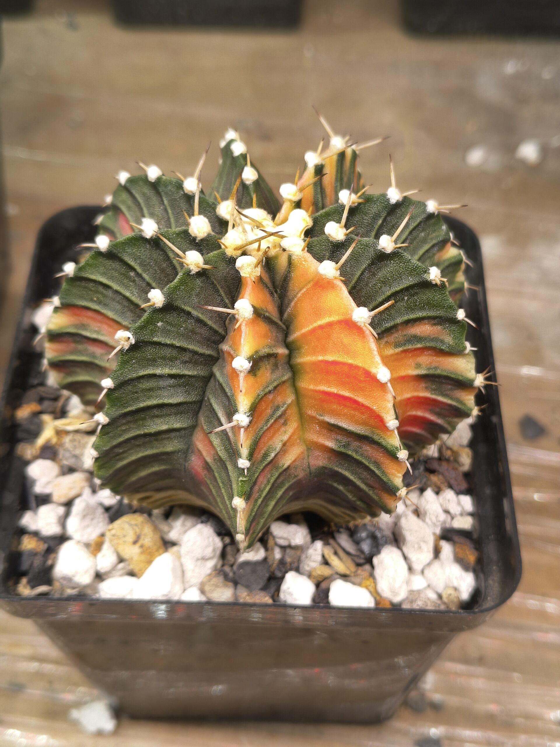 variegated Gymnocalycium