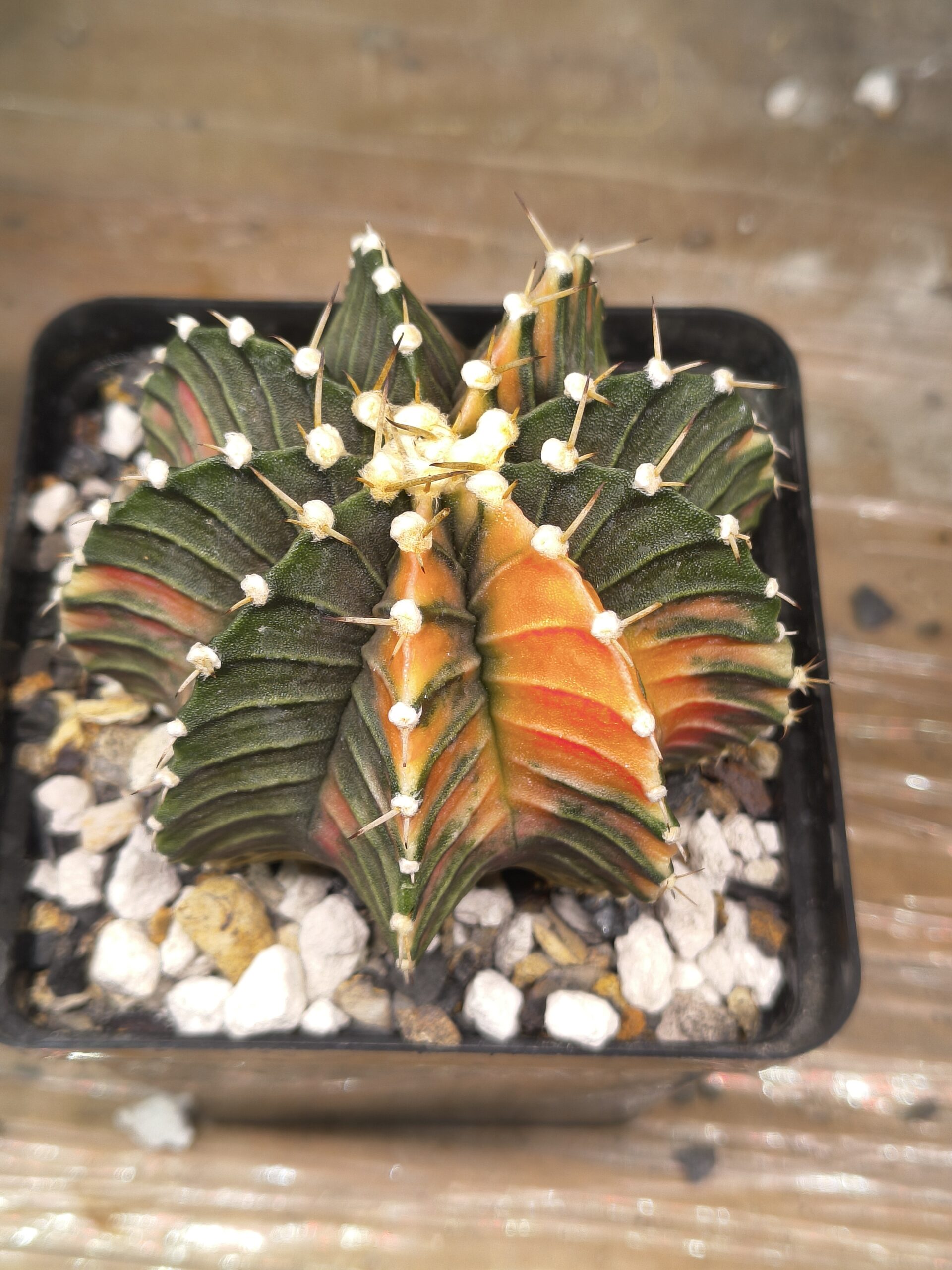 variegated Gymnocalycium - Image 2